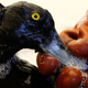 Illustration for article titled Study: Majority Of New Marine Life Species Now Discovered While Cleaning Oil Spills